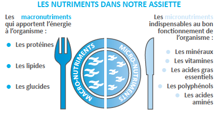 macro et micro nutriments